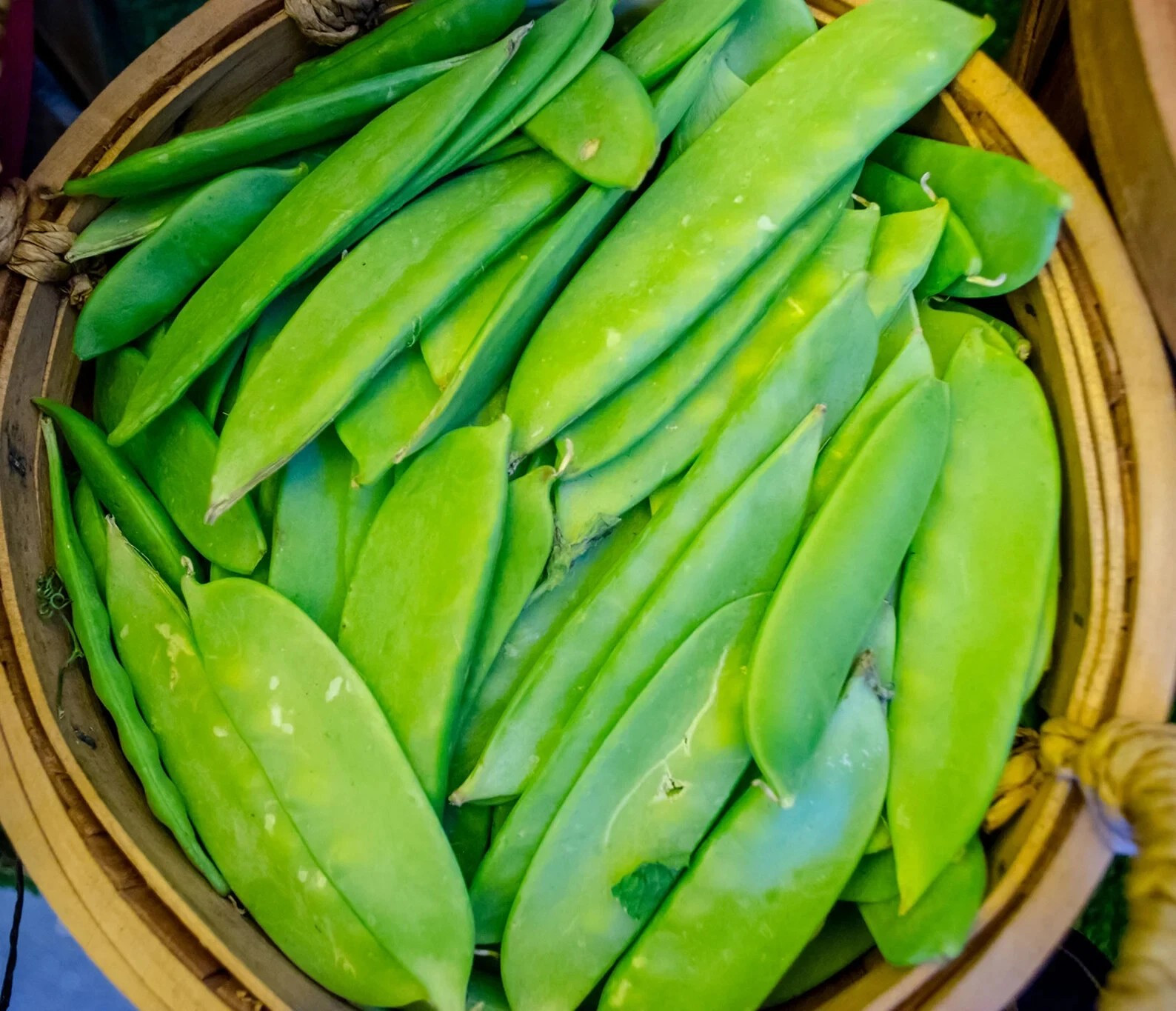 240+ OREGON SUGAR POD II PEA SEEDS ——— HEIRLOOM – NON-GMO – SWEET & CRISP
