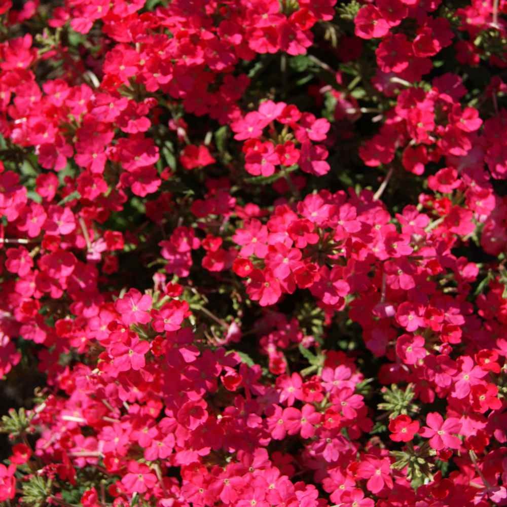 1000 Seeds Verbena Seeds – Verbena Hybrida Rose Ground Cover Seed