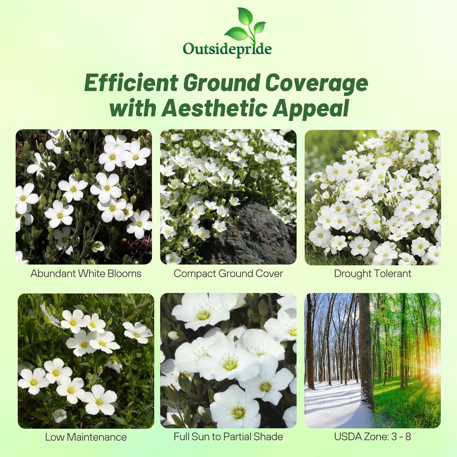 1000 Seeds Arenaria Montana Drought Tolerant Perennial Ground Cover Plant Seed