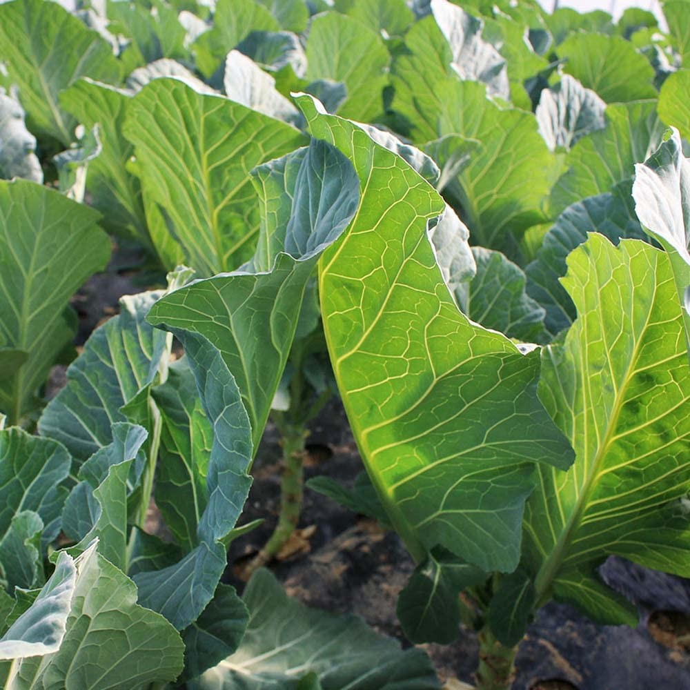 Bayou Kale Seeds – 5 lb. Annual, Versatile & Cold-Tolerant, Cover Crop Seeds …