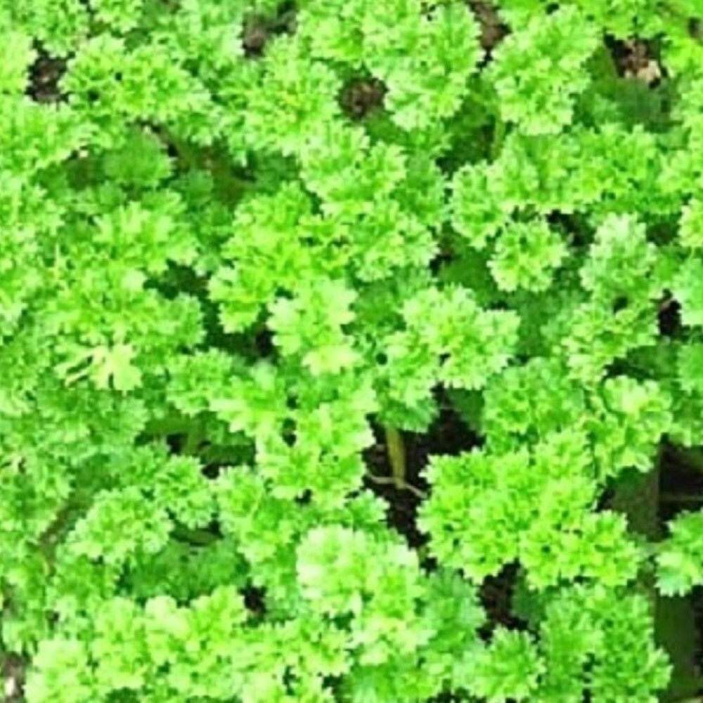 Triple Curled Parsley Seeds | NON-GMO | Heirloom | Fresh Garden Seeds