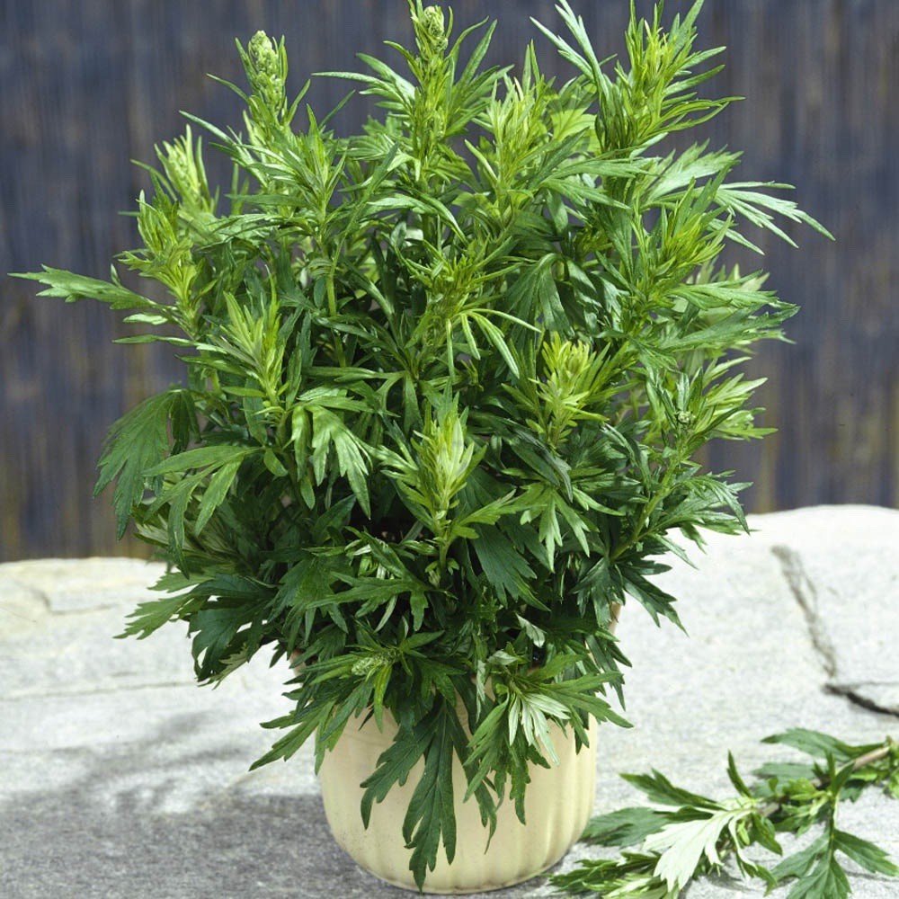 1000+ Mugwort Seeds (Artemisia vulgaris) | Medicinal Culinary Perennial Herb USA