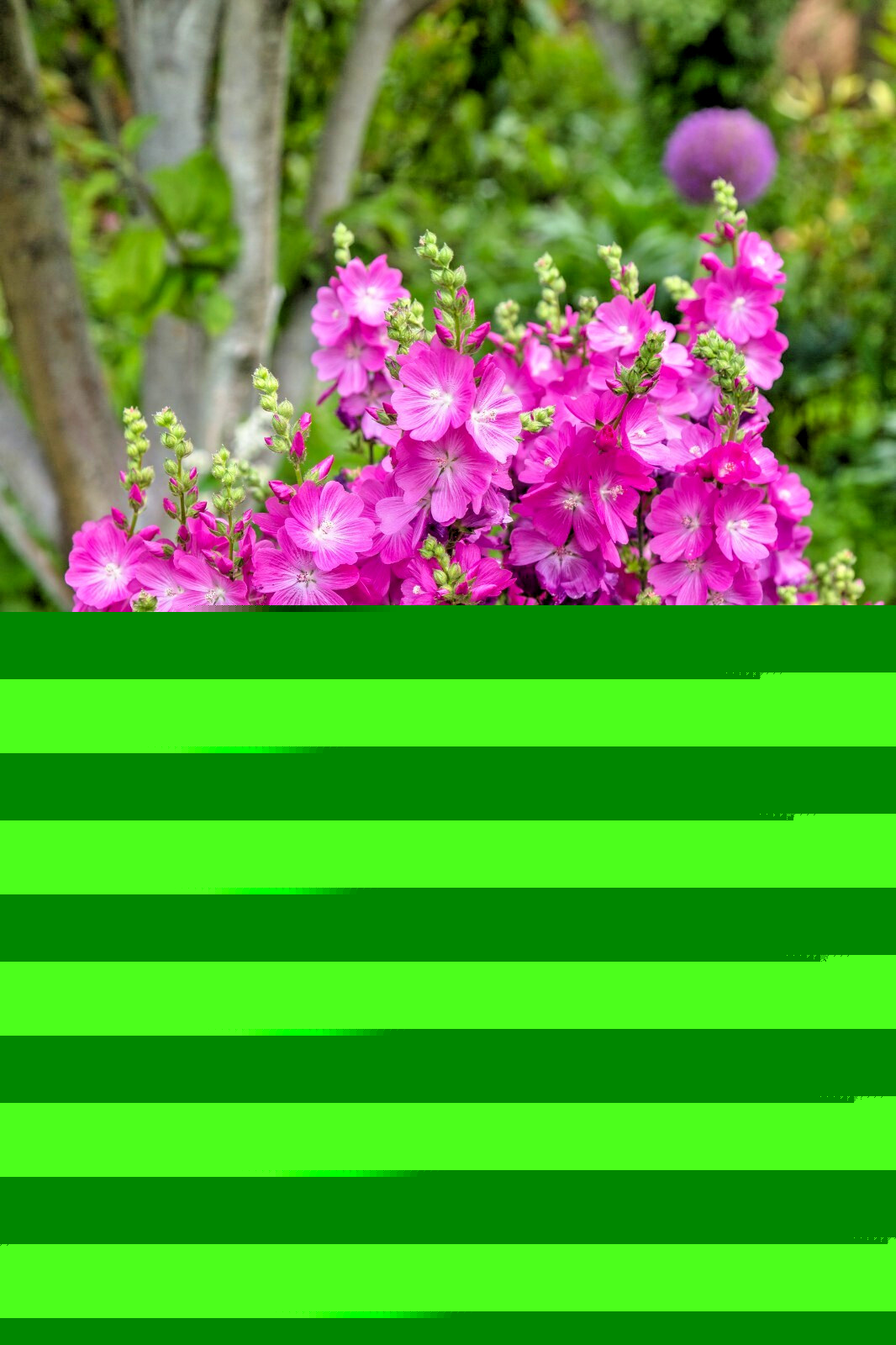 PRETTY PINK SIDALCEA, 100 SEEDS, MINIATURE HOLLYHOCK, EZ TO GROW PERENNIAL