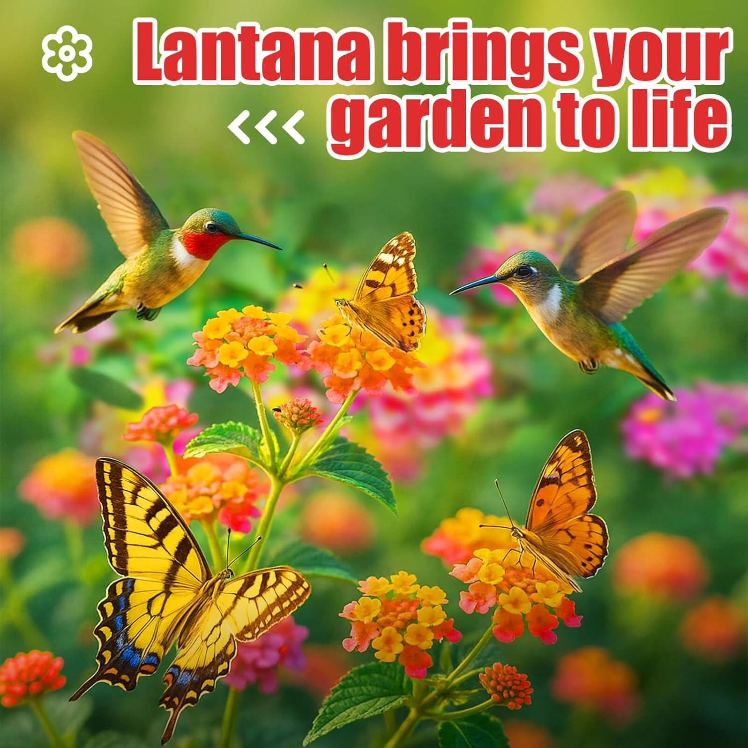 900+ Lantana Flower Seeds – Mixed Colors | Heat & Drought-Tolerant, Easy