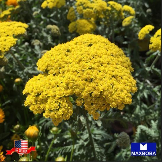 Achillea Seeds Golden Yarrow Non-GMO