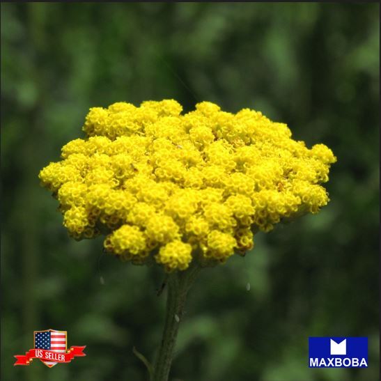Achillea Seeds Golden Yarrow Non-GMO