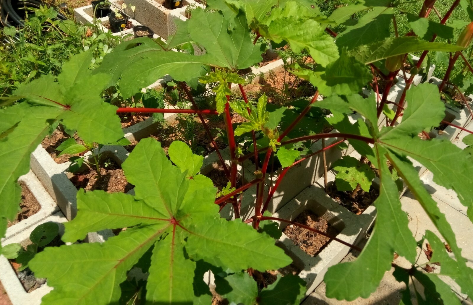 10 Rare Type Of Okra(Red/Green Pod) Seeds( Spineless ),US grown vegetable seeds.