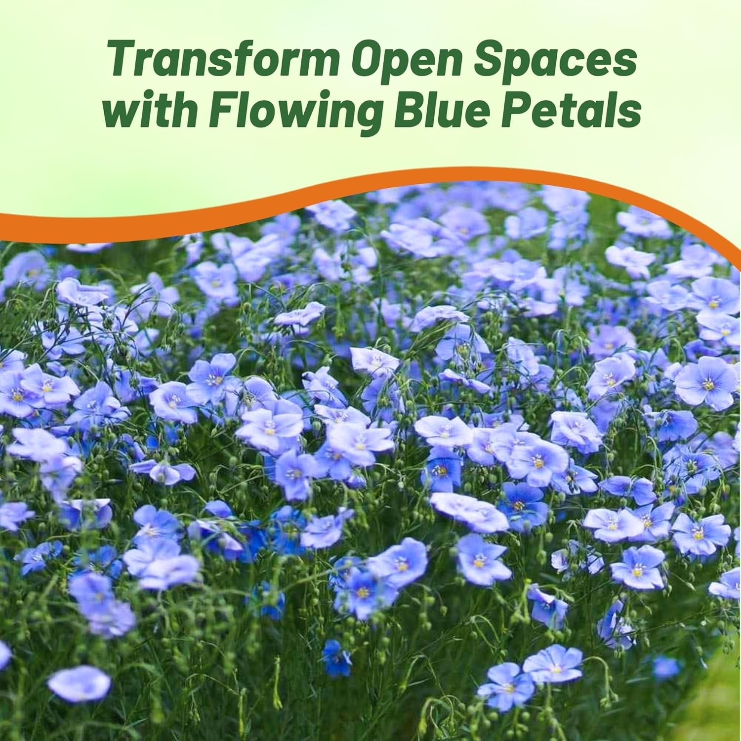 1 LB Blue Flax Wildflower Seeds For Planting Outdoors | Linum Perenne Seed