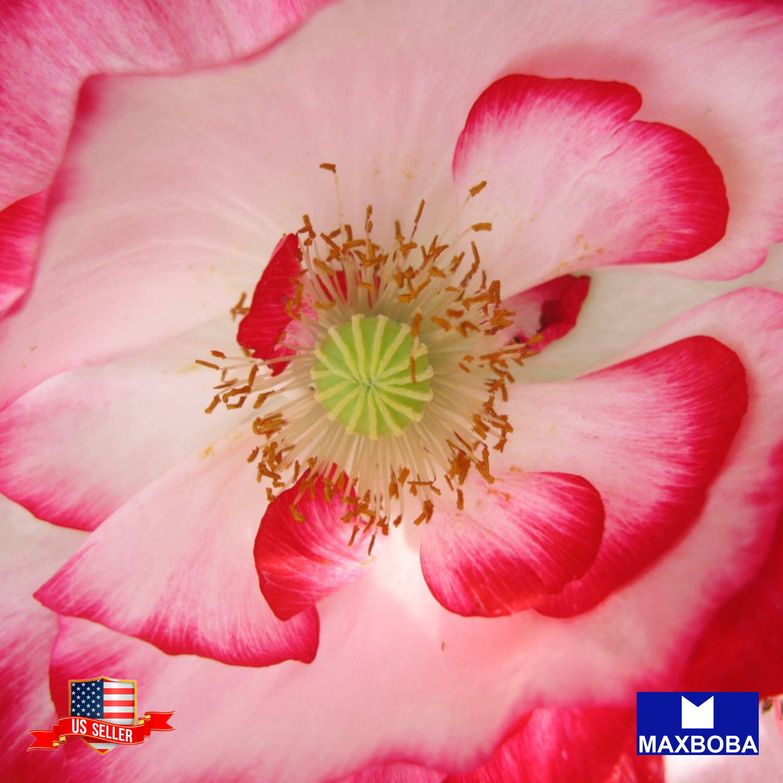 Shirley Poppy Seeds Double Mixed Non-GMO