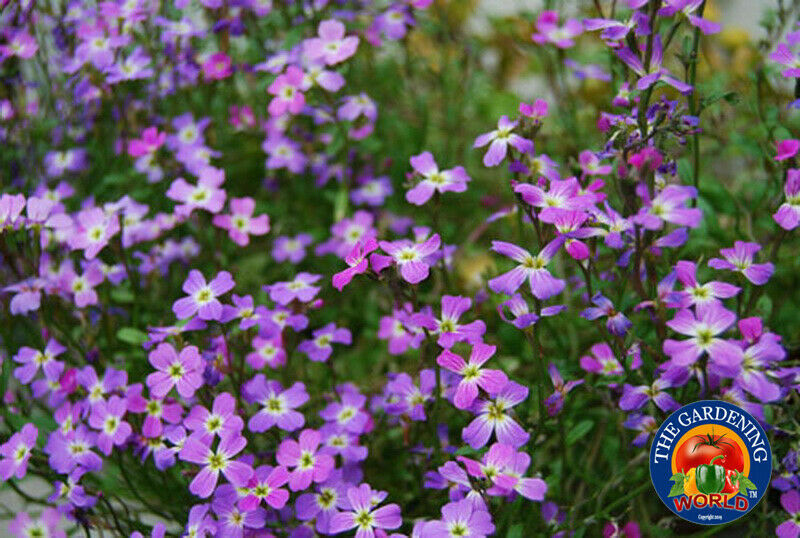 5000 VIRGINIA STOCK Flower Seeds MIX Malcolmia Maritima Fragrant