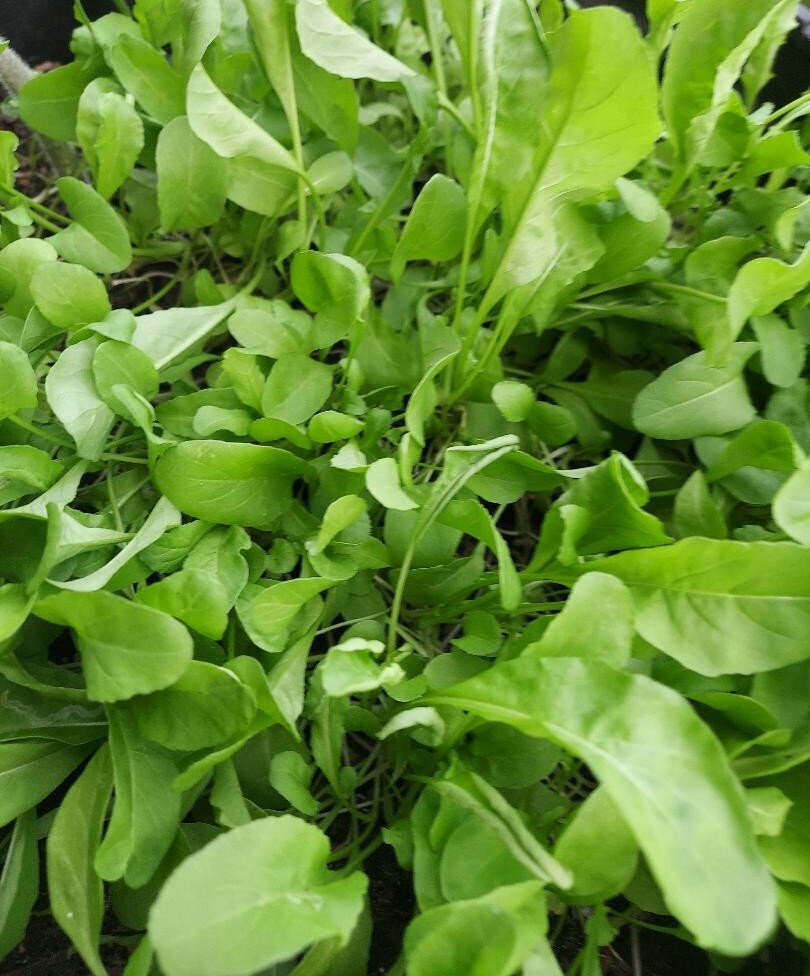 Arugula Seeds (Eruca sativa) organically grown seeds, Qty 300