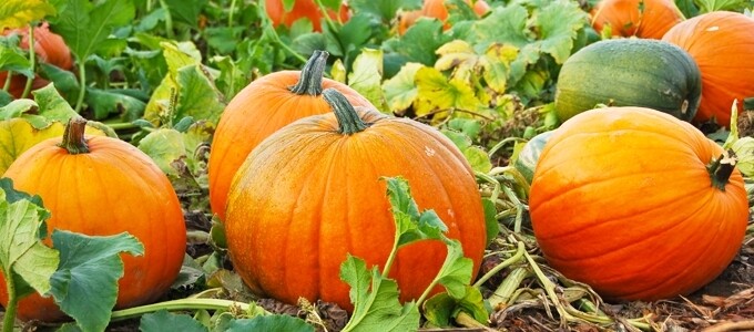 Jack O’Lantern Pumpkin Seeds, Non GMO – OOOoooo Spooky and Fun, 10-15 lbs.