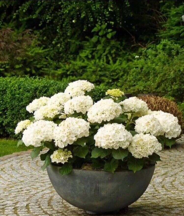 20Pcs Perennial Seeds Home Garden White Hydrangea Seeds Easy to Grow Flower DIY