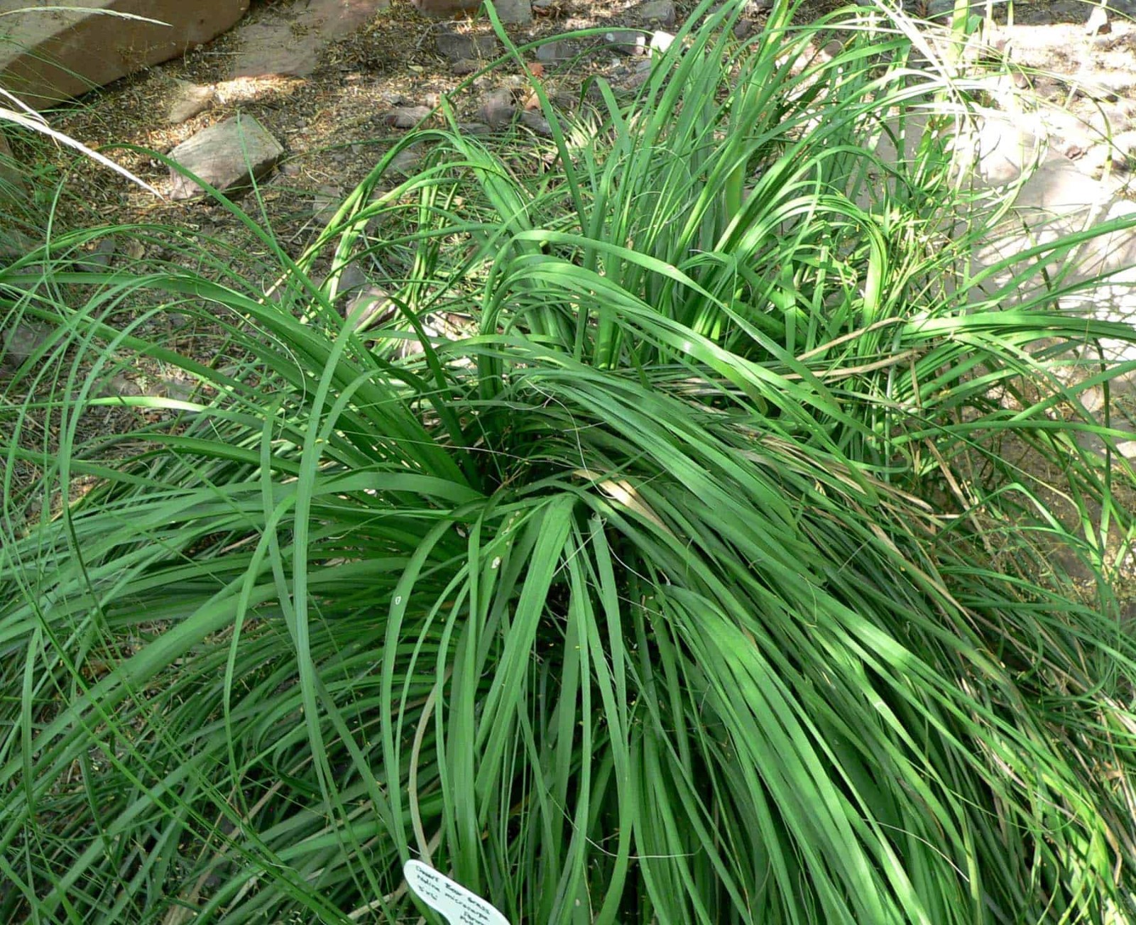 Bear Grass Nodina Microcarpa Seeds Free Shipping!