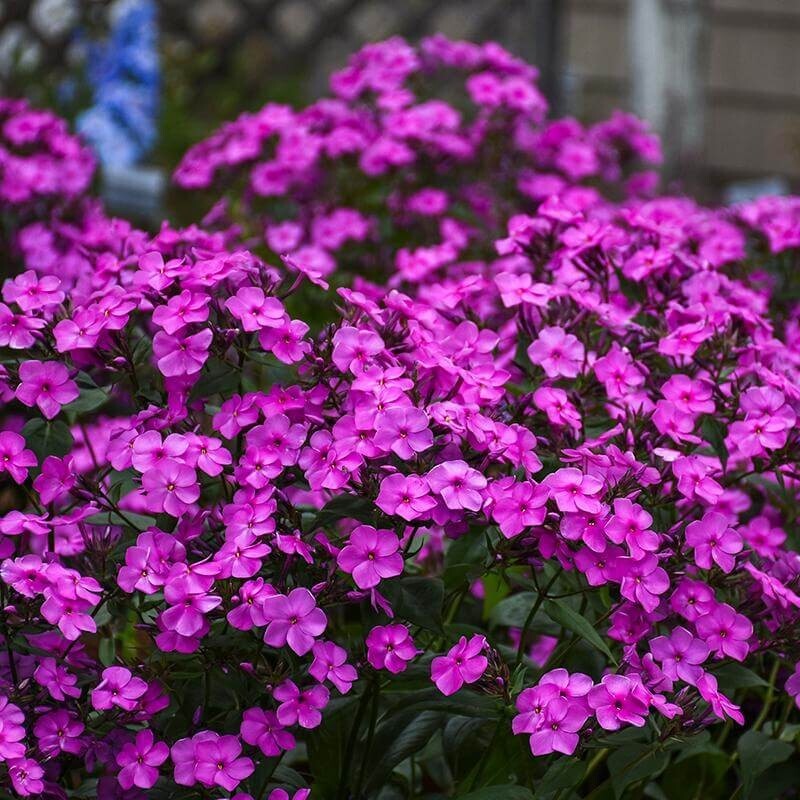 100+ Cloudburst Phlox Seeds for Garden Planting – USA – FREE SHIPPING!