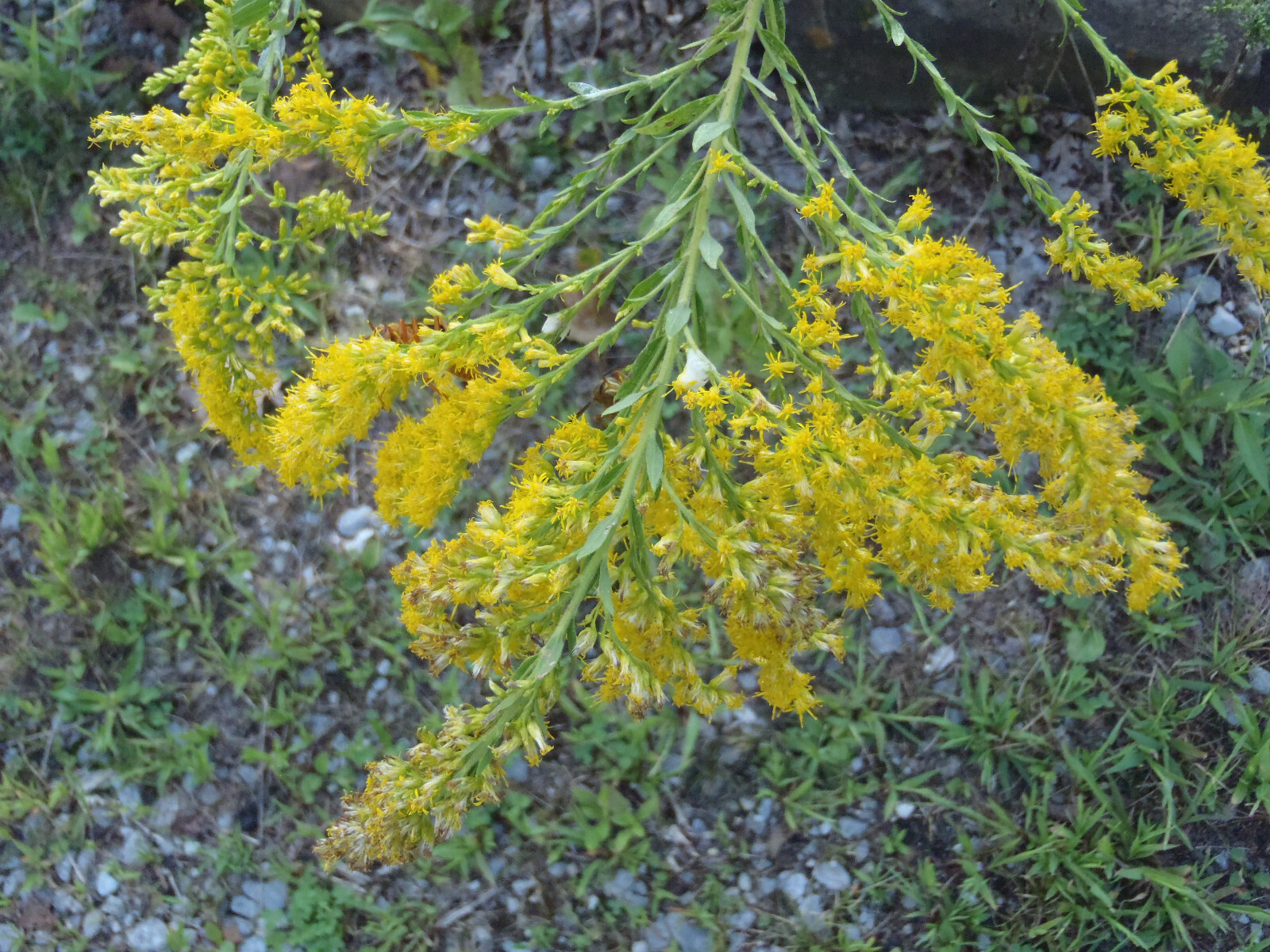 300+ Goldenrod Seeds Solidago Organic Medicinal Herb Showy Fall Flower Pollinate