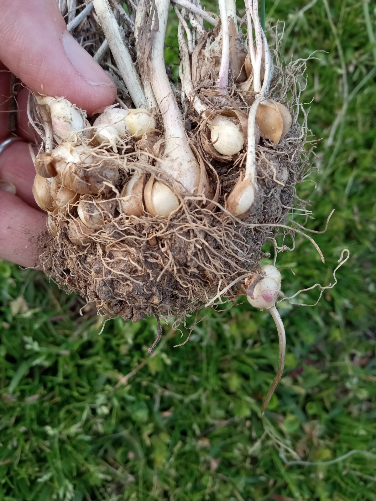 20 Wild Garlic (Allium vineale) Bulbs/Bulbils- Fresh, Clean, & Ready To Plant