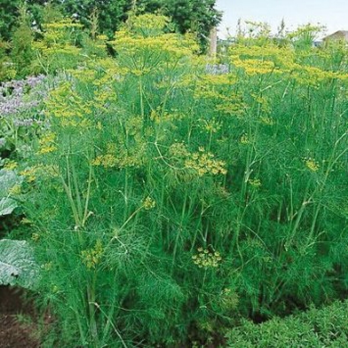 500 Bouquet Dill Seeds Anethum Graveolens Herb Heirloom