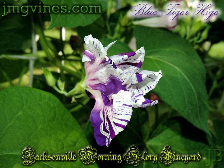 Blue Tiger Hige Ipomoea Purpurea Morning Glory 6 Qty