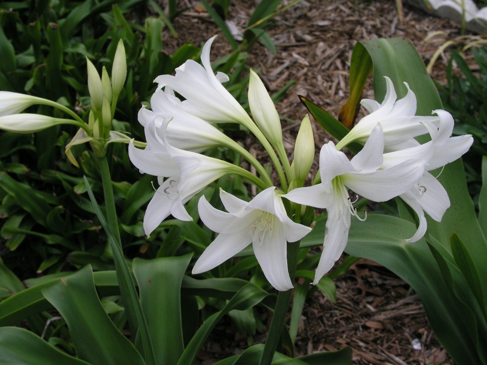 Crinum Lily, Powellii Album, medium-size bulb