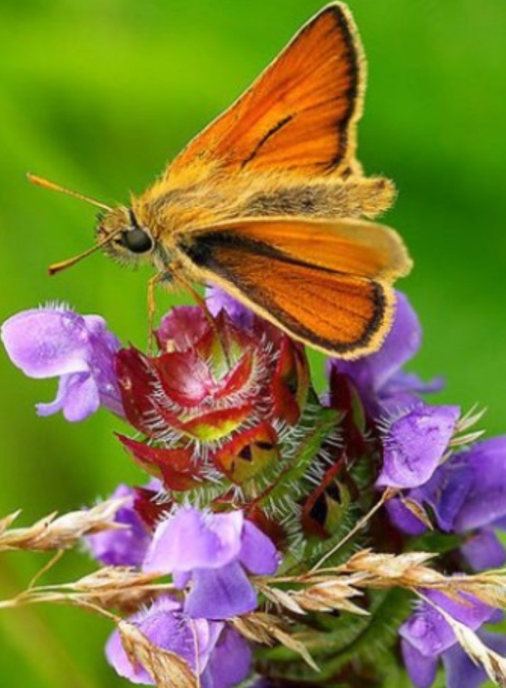 24 Self Heal / All Heal Bare Root Organic Native Easy Fast Grow Non GMO Natural