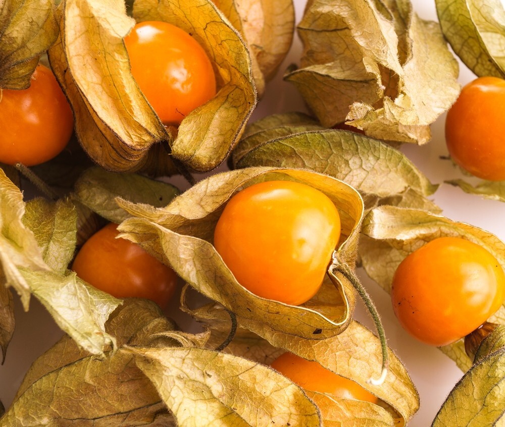 50+ CAPE GOOSEBERRY SEEDS —————————- RARE