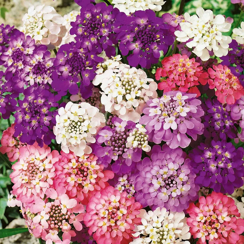 CANDYTUFT MIXED COLORS 100 FRESH SEEDS WHITE/PINK/PURPLE Home Garden Pots