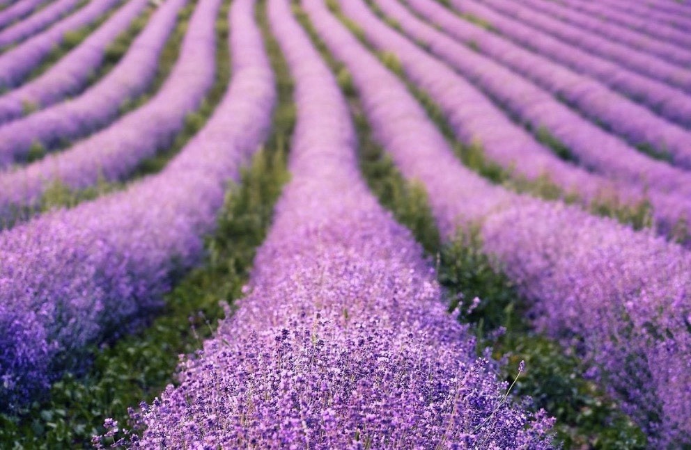 15Seeds) English Lavender 10 Seeds | Heirloom / Non-GMO | Free Shipping
