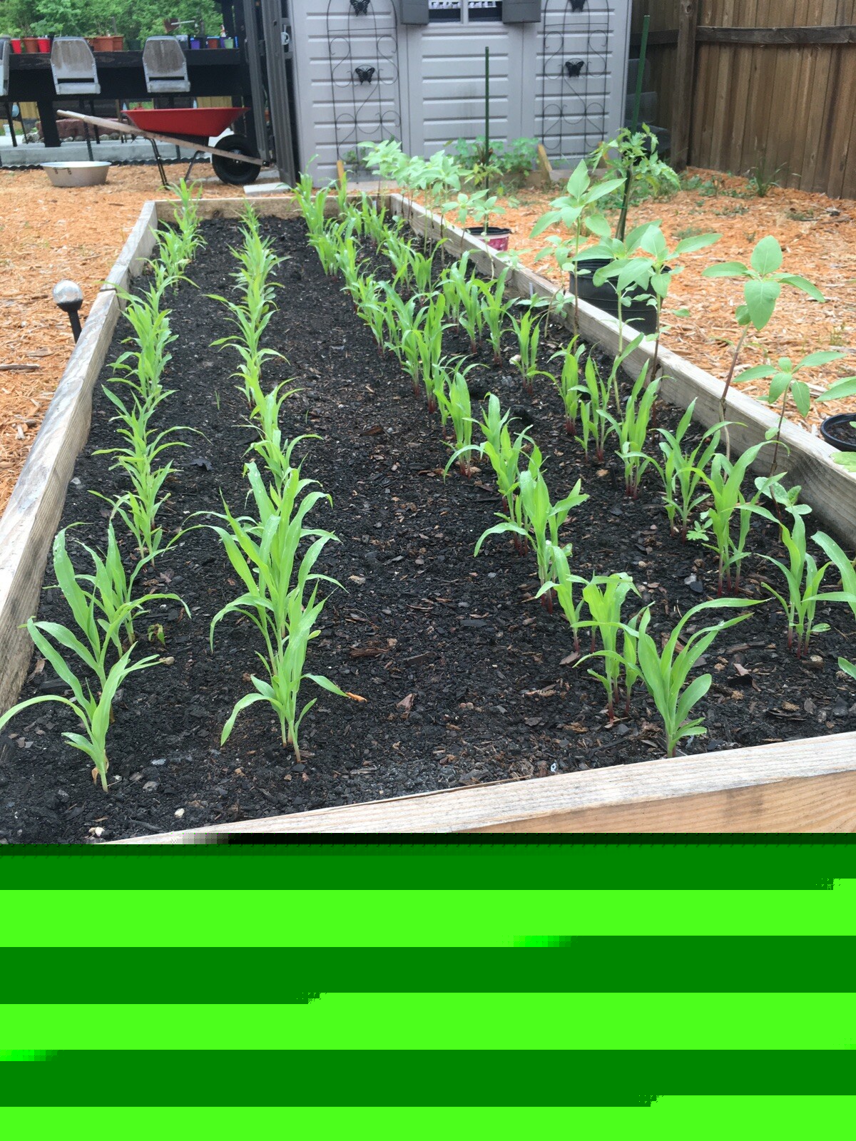 Survival Heirloom Seed Bank Vegetable Medicinal Fruit Herb Garden 50+ Varieties