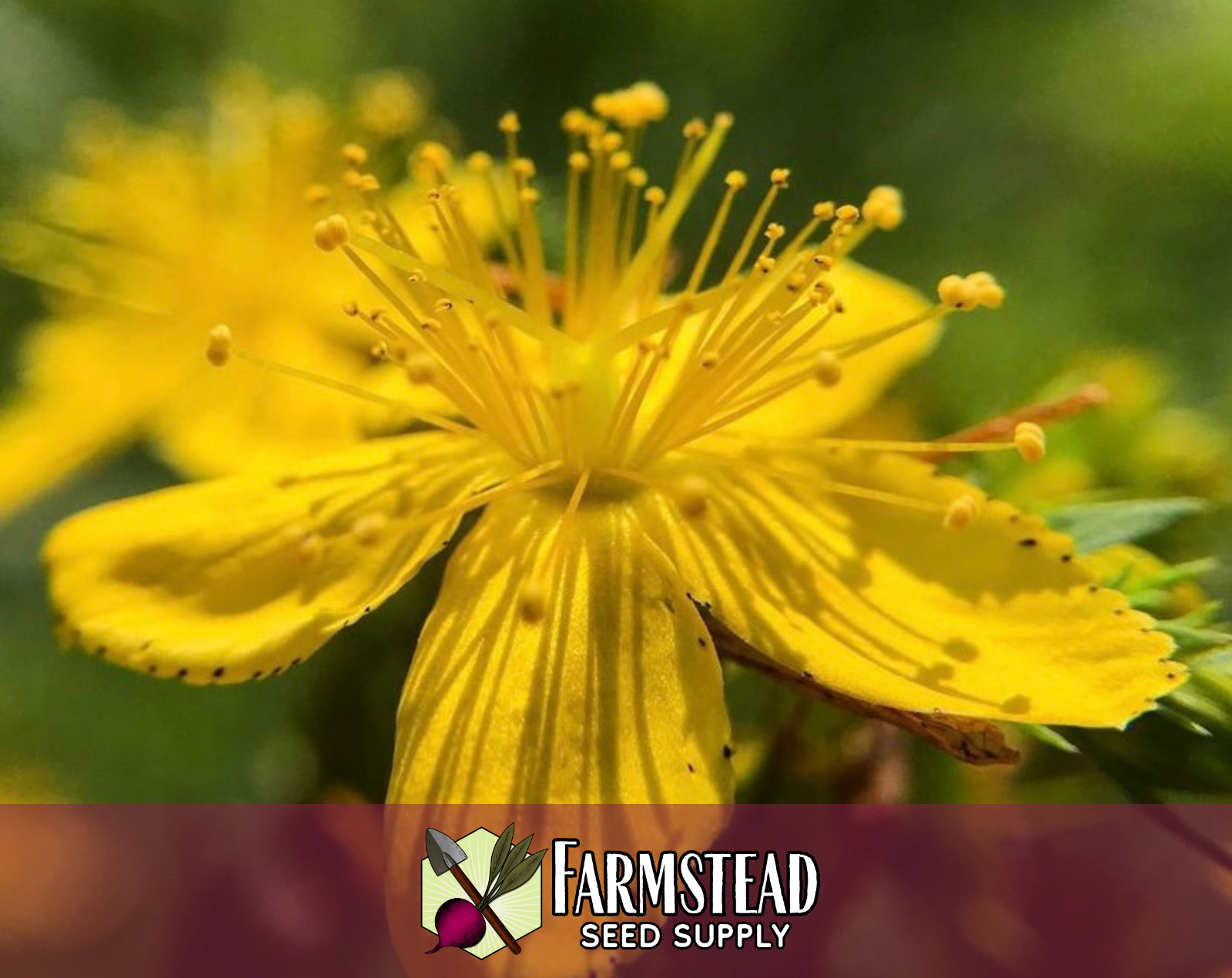3400+ Great St. John’s Wort Seeds, Native Perennial Wildflower Gardening Seed