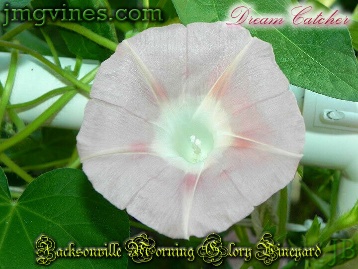 Dream Catcher Ipomoea Purpurea Morning Glory 10 Qty