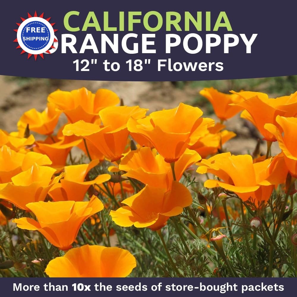 Wildflower Seeds California Orange Poppy 1 Ounce Packet Bulk Native State