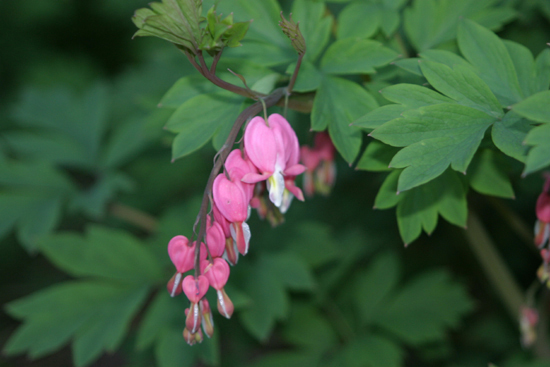 HEIRLOOM Organic Bleeding Heart Flower Seed Seeds qty 60 Perennial USA Pink