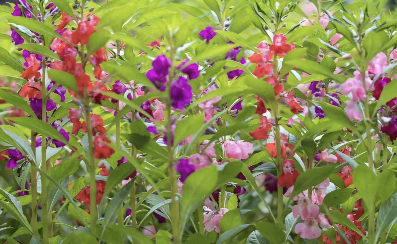 Camilia Flowered Balsam Seeds (Impatiens balsamina)