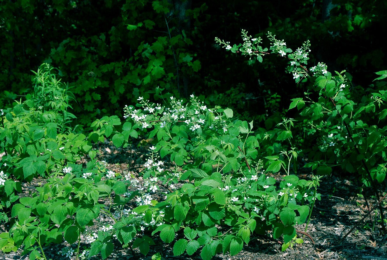 20 BLACKBERRY BUSH SEEDS (Rubus allegheniensis) Garden Fruit Plant Hardy-Zone 3