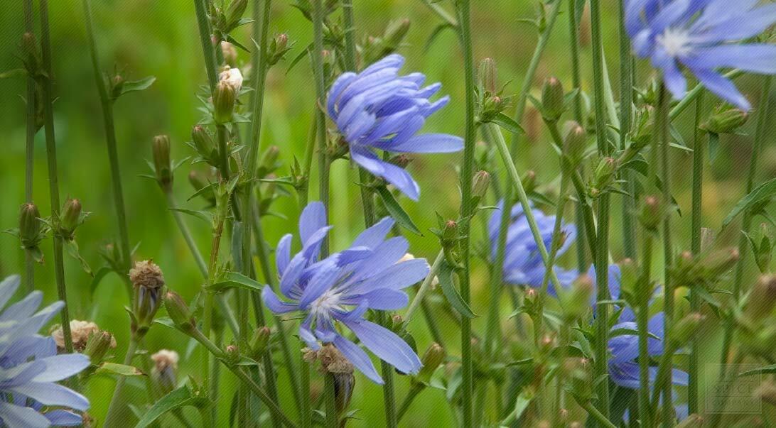 Chicory Seeds, 1 Ounce, Italian Dandelion, NON-GMO, Deer Plot, Coffee Weed