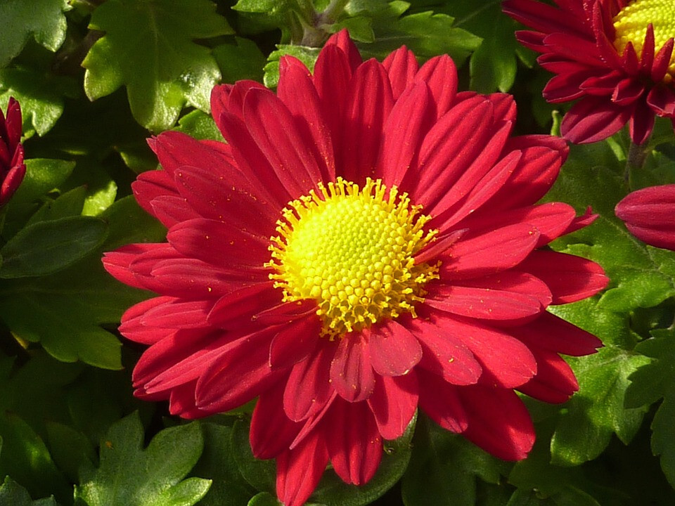 100 RED ROBINSONS DAISY Painted Chrysanthemum Coccineum Pyrethrum Flower Seeds