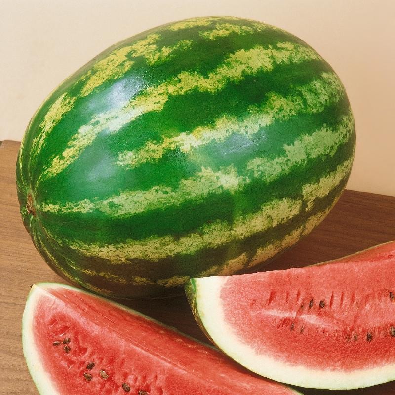 Crimson Sweet Watermelon. 10 Treated Seeds Free Shipping!