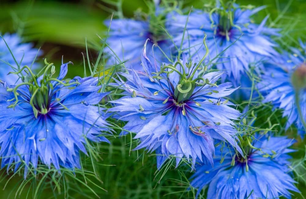 Nigella Miss Jekyll Flower Mix Seeds for Planting (30 Seeds) – Stunning Color an