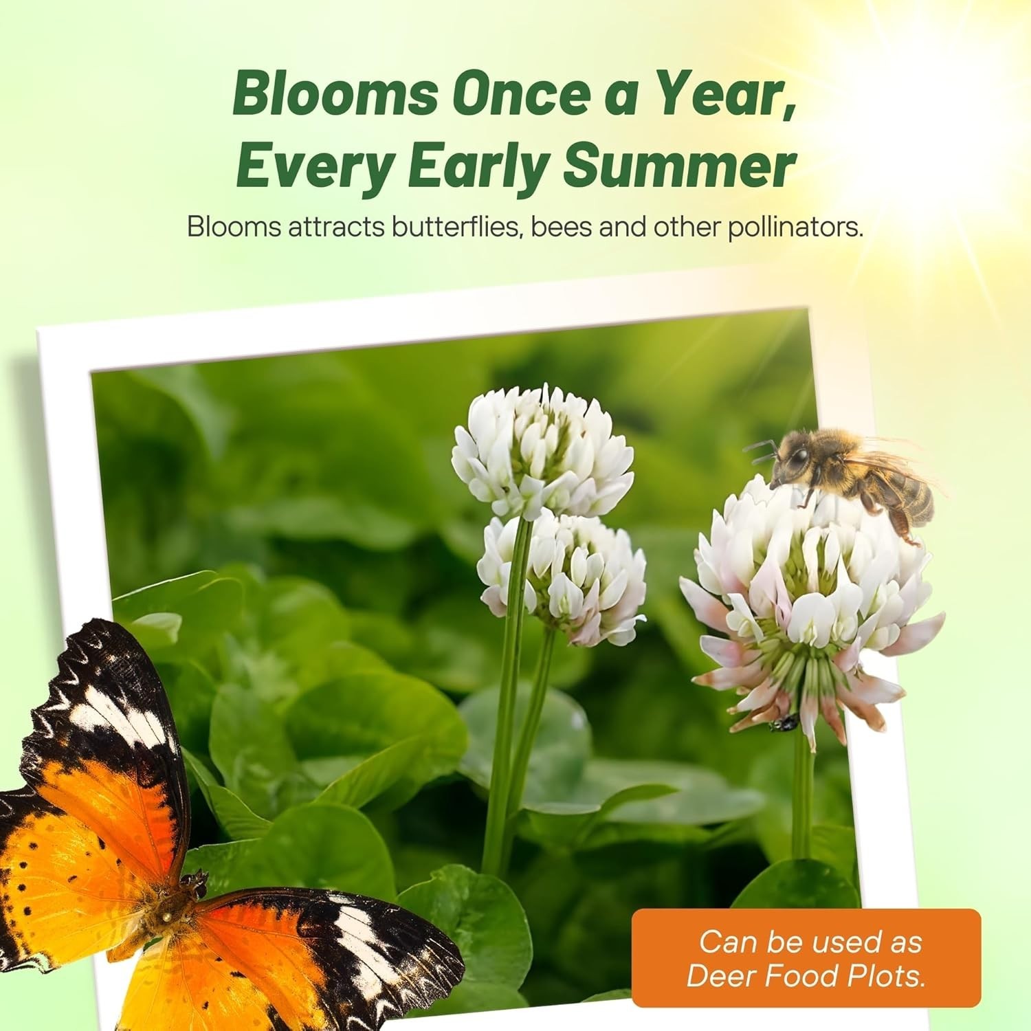 Perennial White Dutch Clover Seed – 1/4 lbs. Nitrocoated, Inoculated Clover S…