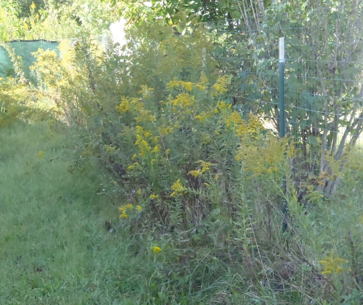 300+ Goldenrod Seeds Solidago Organic Medicinal Herb Showy Fall Flower Pollinate