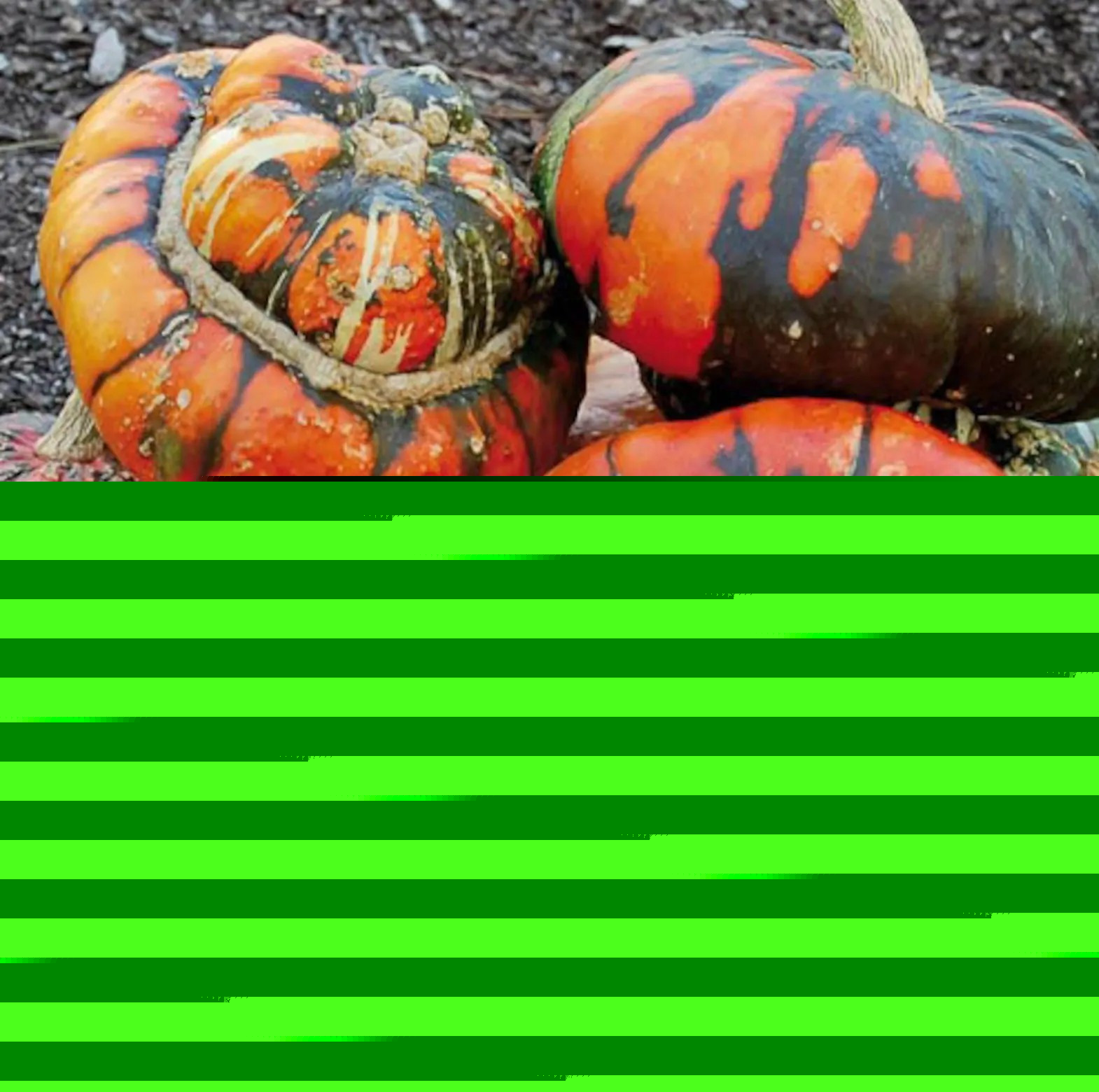 25 Turk’s Turban Pumpkin Gourd Seeds — Heirloom – Organic – NON GMO — RARE