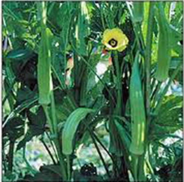 OKRA SEED, CLEMSON, HEIRLOOM, NON GMO, 25+ SEEDS, OKRA GARDEN SEEDS