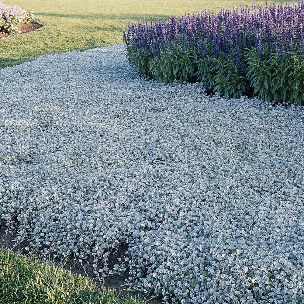 30 Seeds Dichondra Seeds Heat & Drought Tolerant Silver Falls Ground Cover