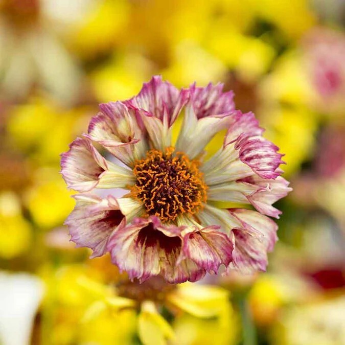 40 Coreopsis Incredible Seashells Mix Seeds