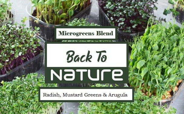 Radish, Mustard Greens & Arugula Microgreen Seed Blend – Organic Seeds