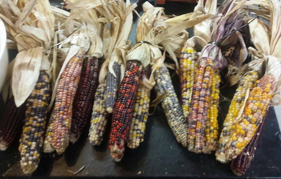 1/2 lb flint Ornamental Indian corn Heirloom Seed Beautiful Autumn Non-GMO