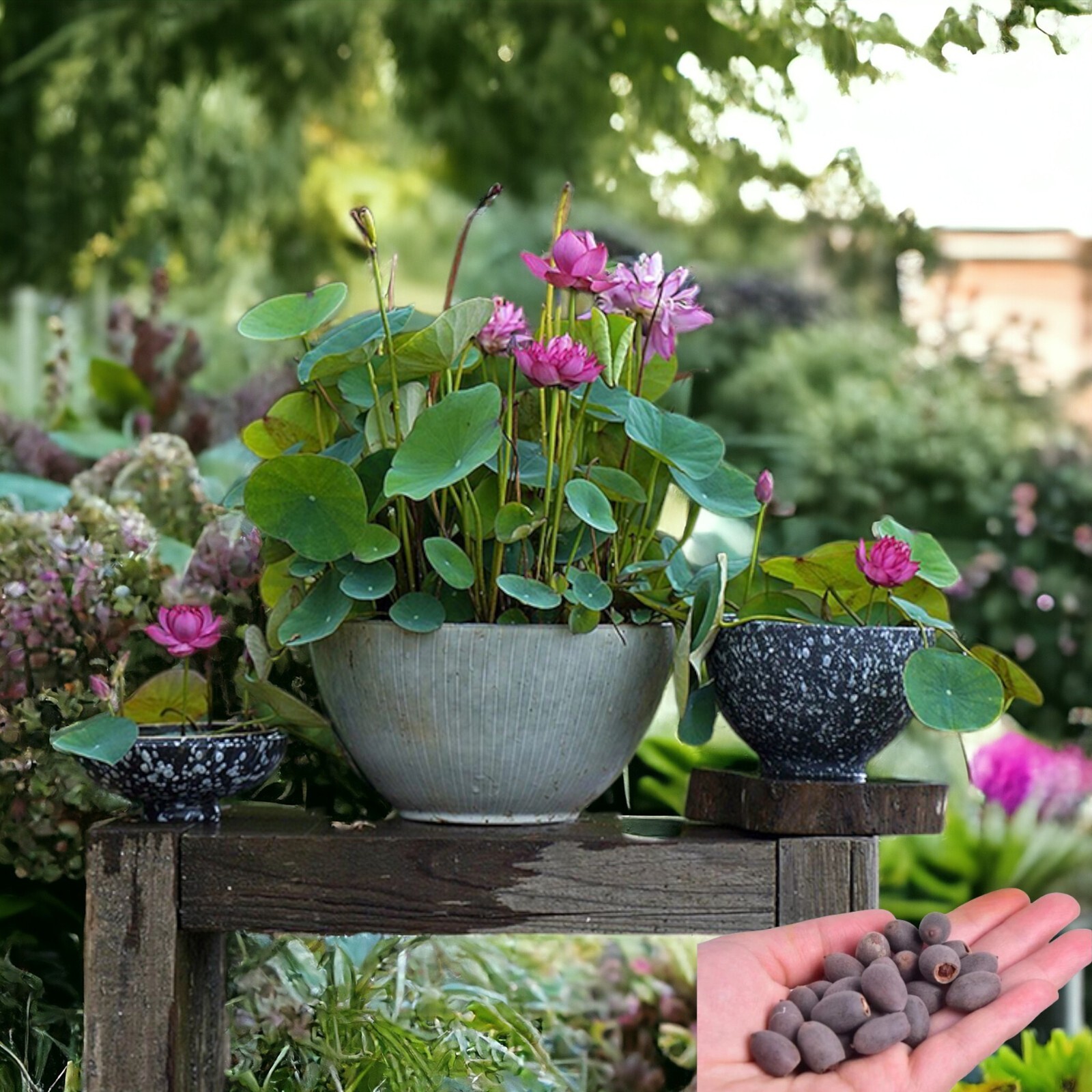10pcs Lotus Seeds Mixed Color Bonsai Bowl Lotus Indoor Outdoor Aquatic Gardens