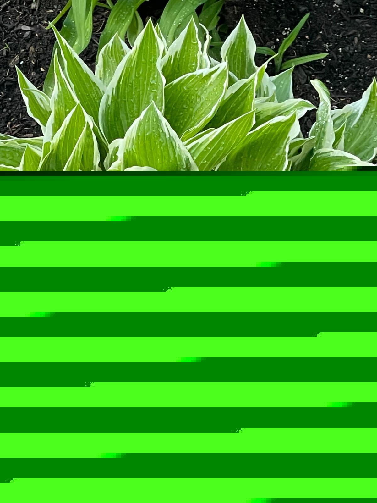 6 White & Green HOSTA Bare Root Perennial Plant