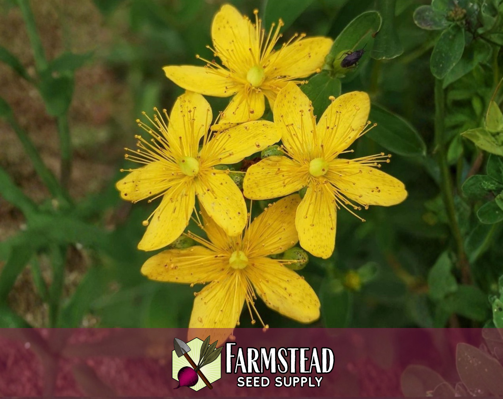3400+ Great St. John’s Wort Seeds, Native Perennial Wildflower Gardening Seed
